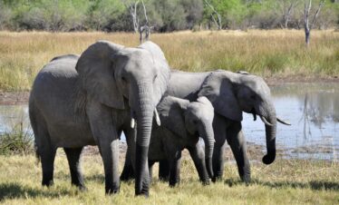 South Africa                                                          Group 1 – Waitlist Only – May 11-25, 2027                                   Group 2 – One spot available – May 15-29, 2027